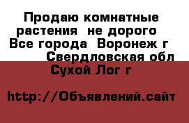 Продаю комнатные растения  не дорого - Все города, Воронеж г.  »    . Свердловская обл.,Сухой Лог г.